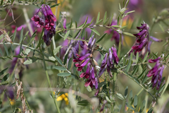 Vicia benghalensis