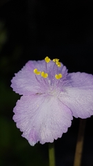 Callisia ornata