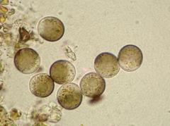 Licea parasitica