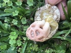 Clathrus transvaalensis