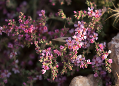 Frankenia thymifolia
