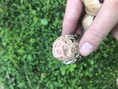 Clathrus transvaalensis