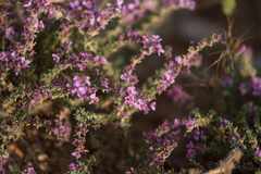 Frankenia thymifolia