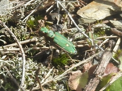 Cicindela campestris