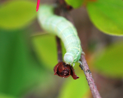Clavipalpula aurariae