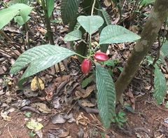 Clusiaceae