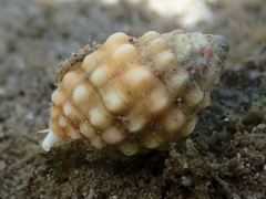 Vexillum cancellarioides