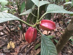 Clusiaceae