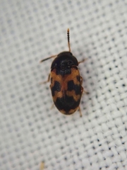 Mycetophagus punctatus