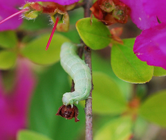 Clavipalpula aurariae