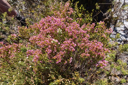 Image of Erica ferrea by (c) Diana Studer, some rights reserved (CC BY)