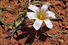 Romulea atrandra