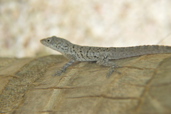 Anolis bonairensis