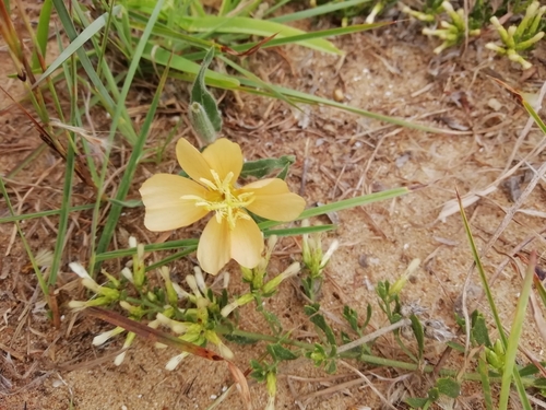 Image of Oenothera mollissima by (c) Agustina Medina, some rights reserved (CC BY)