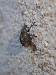 Brachycerus muricatus