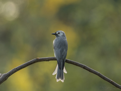 Dicrurus leucophaeus leucogenis