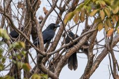 Corvus macrorhynchos levaillantii