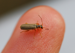 Cantharis plagiata