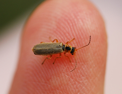 Cantharis plagiata