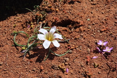 Romulea atrandra