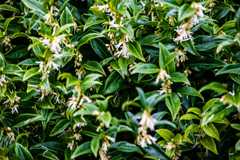 Sarcococca