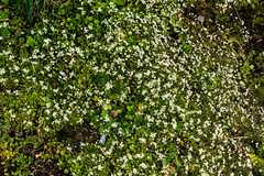 Draba verna