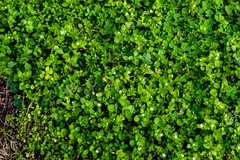 Stellaria media