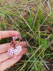 Stevia satureiifolia