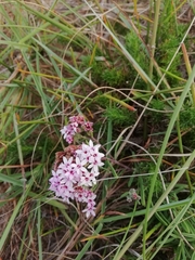 Stevia satureiifolia