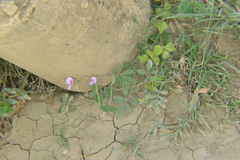 Tephrosia cinerea