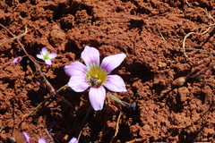 Romulea atrandra