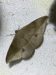 Oxydia peosinata