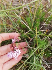 Stevia satureiifolia