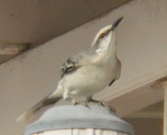 Mimus gilvus rostratus