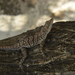 Bonaire Anole - Photo (c) Ali and Brice, some rights reserved (CC BY-NC), uploaded by Ali and Brice