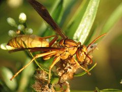 Polistes flavus