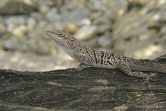 Anolis bonairensis