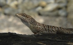Anolis bonairensis