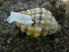 Vexillum cancellarioides