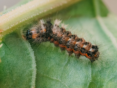 Acronicta rumicis