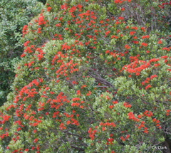 Metrosideros umbellata