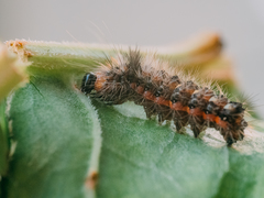 Acronicta rumicis