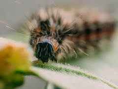 Acronicta rumicis