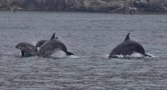 Tursiops truncatus ponticus