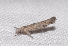 Zelleria oleastrella