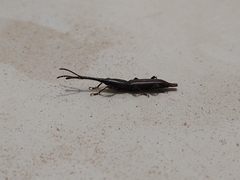 Trachelizini