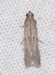 Cadra figulilella
