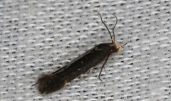 Aproaerema isoscelixantha
