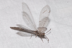 Neuroleon distichus