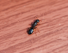 Dolichoderus sibiricus